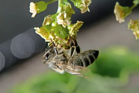 Foto: Primož Pičulin / Foto: 