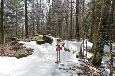 Za Novaško goro se povzpnemo na Smrekovec, ki je bil pred 14 dnevi še snežen. / Foto: Jelena Justin / Foto: 