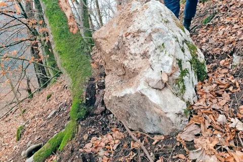 Ob geološkem ogledu pobočja so naleteli tudi na skalo v velikosti enega kubičnega metra, ki se je zaustavila ob trku z drevesom. / Foto: Milan Žerjal / Foto: 