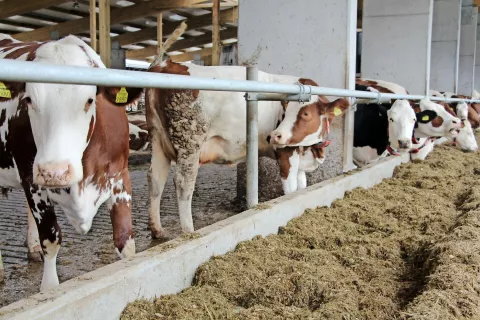 Število kmetij, ki oddajajo mleko, se zmanjšuje, ne pa tudi število krav in količina oddanega mleka. / Foto: 