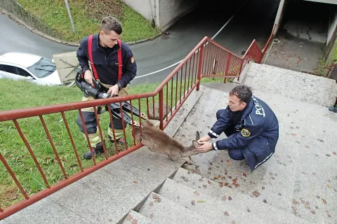 Ubogo srno so s pomočjo hidravličnih klešč uspešno rešili iz ograje. / Foto: GARS Kranj / Foto: 