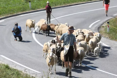 Številni obiskovalci so čakali prihod ovc s planin. In naposled so le prišle. / Foto: Gorazd Kavčič